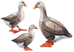 Set of hand drawn geese The breed of Piligrim goose vector