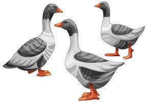 Set of hand drawn geese The breed of Pomeranian goose vector