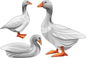 Set of hand drawn geese The breed of Steinbacher goose vector