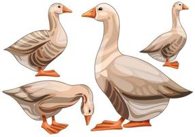 Set of hand drawn geese The breed of Buff grey back goose