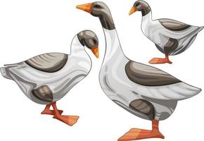 Set of hand drawn geese The breed of West of England goose vector