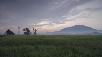 timelapse niebla vista panorámica del campo de arroz video