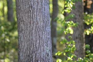 Zoom into the Forest photo