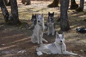 perros de trineo en el bosque foto