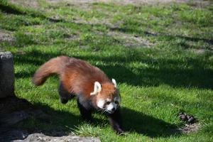 Red panda walking around on a field photo