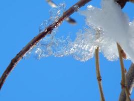 White snow on the tree branch photo