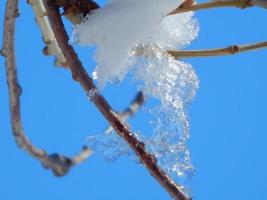 nieve blanca en la rama de un árbol foto