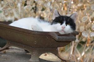 A cat take a rest outside photo