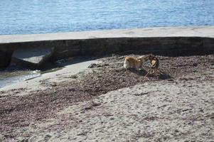 Dogs playing on the beach photo