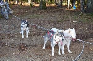 Sled dogs in the forest photo