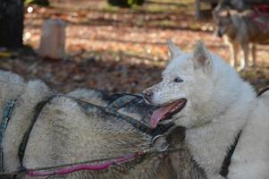 Sled dogs in the forest photo