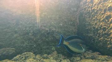 vista de cerca de un pequeño pez colorido nadando bajo la superficie del agua en el mar. vista lateral de los rayos del sol cayendo a través del agua, alcanzando el fondo rocoso con un pez multicolor volando. concepto de vida marina video