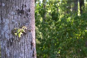 Zoom into the Forest photo