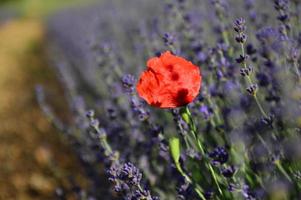 Closeup shot in a lavenders field photo