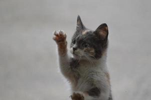 Cat on the window photo