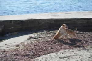 perros jugando en la playa foto