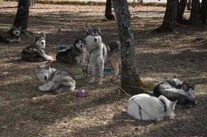 Sled dogs in the forest photo