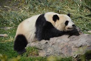 Panda on a rock photo