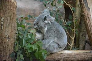 Cute gray koala photo