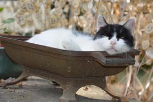 un gato descansa afuera foto