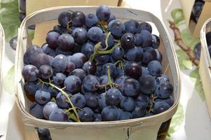 Zoom on Grapes, Muscat photo