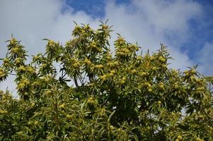Zoom on a Chestnuts tree in the blue sky photo