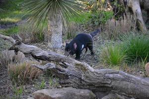 A Tasmanian devil photo