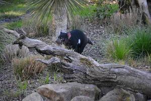 A Tasmanian devil photo