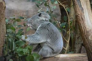 Cute gray koala photo