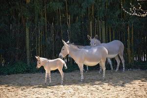 una familia de burros salvajes somalíes foto