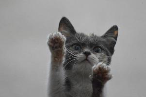 Cat on the window photo