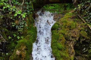 After the rain in the forest photo