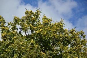 Zoom on a Chestnuts tree in the blue sky photo
