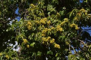 zoom en un árbol de castañas en el cielo azul foto