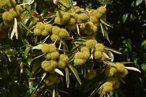 Zoom on a Chestnuts tree in the blue sky photo