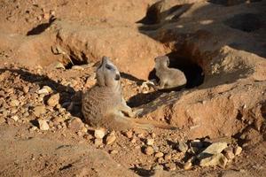 zoom on small meerkats photo