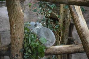 Cute gray koala on a branch photo