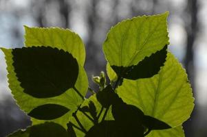 Shadows on a green plante photo