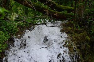 After the rain in the forest photo