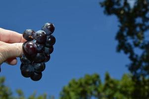 Zoom on Grapes, Muscat photo