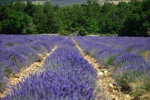 Closeup shot in a lavenders field photo
