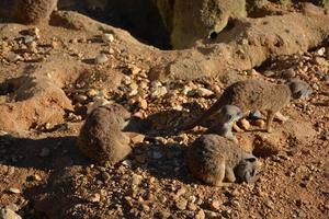 zoom on small meerkats photo