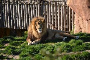 hermoso león macho foto