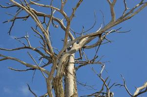 un árbol muerto en el bosque foto