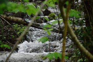 After the rain in the forest photo