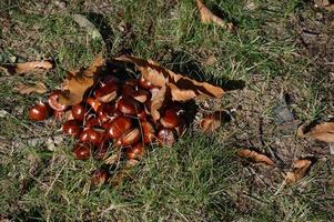 Chestnuts on the ground photo