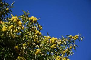Zoom on a Chestnuts tree in the blue sky photo