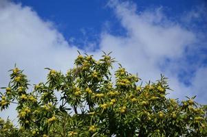Zoom on a Chestnuts tree in the blue sky photo