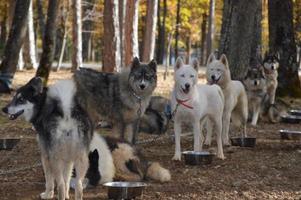 perros de trineo en el bosque foto