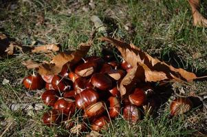 Chestnuts on the ground photo